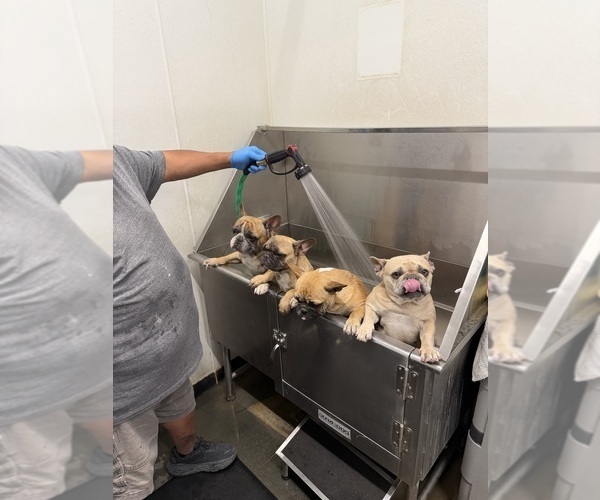 Medium Photo #3 French Bulldog Puppy For Sale in INDIO, CA, USA