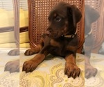 Small Photo #4 Doberman Pinscher Puppy For Sale in LAKE ODESSA, MI, USA