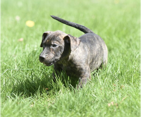 Medium Photo #3 Mutt Puppy For Sale in Mechanicsburg, PA, USA