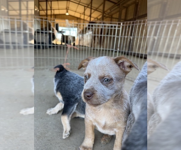 Medium Photo #10 Australian Cattle Dog Puppy For Sale in BONHAM, TX, USA
