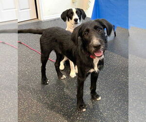 Golden Retriever-Unknown Mix Dogs for adoption in Boonton, NJ, USA