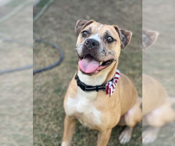 Medium Photo #1 American Staffordshire Terrier-Mastiff Mix Puppy For Sale in Phoenix, AZ, USA