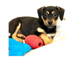 Small #3 Mutt