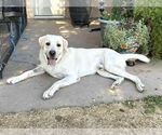 Small #3 Labrador Retriever