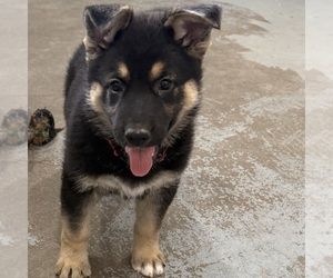 German Shepherd Dog Puppy for Sale in BRIGHTON, Colorado USA