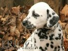 Small Photo #17 Dalmatian Puppy For Sale in ENID, OK, USA