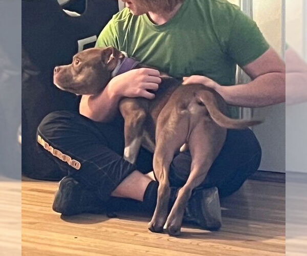 Medium Photo #2 American Pit Bull Terrier Puppy For Sale in Marina Del Rey, CA, USA