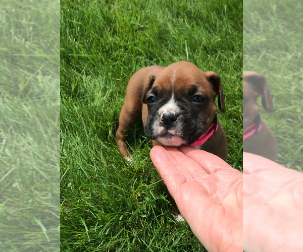 Medium Photo #3 Boxer Puppy For Sale in APPLE CREEK, OH, USA