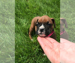 Small #2 Boxer