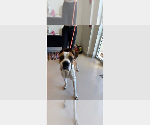 Medium Photo #4 Boxer Puppy For Sale in Austin, TX, USA