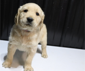 Golden Retriever Puppy for sale in SHILOH, OH, USA