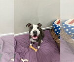 Small #3 American Pit Bull Terrier Mix