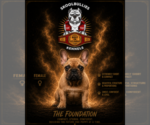 Medium French Bulldog