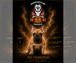 Puppy 3 French Bulldog