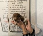 Small Photo #10 Dachshund Puppy For Sale in HONDO, TX, USA