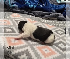 Akita Puppy for sale in HUTCHINSON, MN, USA