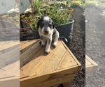 Small Photo #26 Bernedoodle-Bluetick Coonhound Mix Puppy For Sale in RINGTOWN, PA, USA