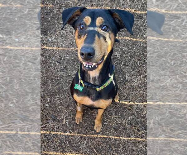 Medium Photo #13 Doberman Pinscher-Pointer Mix Puppy For Sale in Houston, TX, USA