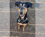 Small #12 Doberman Pinscher-Pointer Mix