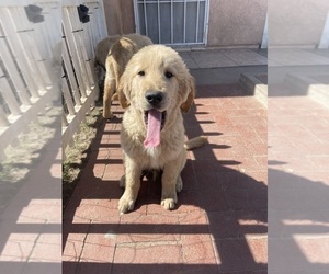 Golden Retriever Puppy for sale in HIGHLAND, CA, USA