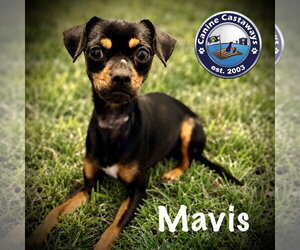 Chipin Dogs for adoption in Arcadia, FL, USA