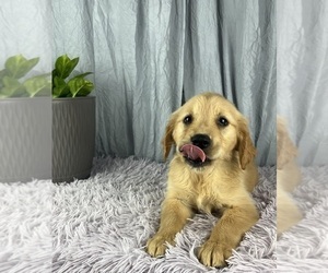 Golden Retriever Puppy for sale in GREENWOOD, IN, USA