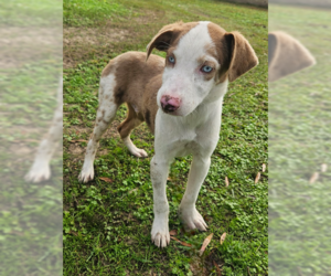 Australian Shepherd-Unknown Mix Dogs for adoption in Wakefield, RI, USA