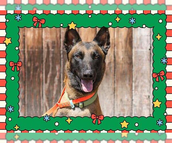 Medium Photo #4 Mutt Puppy For Sale in Ojai, CA, USA