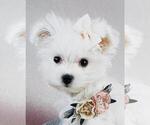 Small #18 Maltese