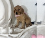 Small #1 Golden Retriever
