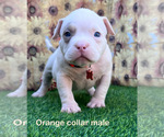 Small #20 American Bully