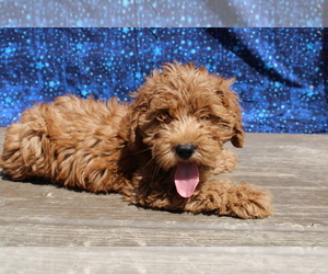 Goldendoodle (Miniature) Puppy for sale in BLOOMINGTON, IN, USA