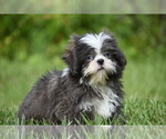 Image preview for Ad Listing. Nickname: Horton