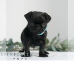 Small #4 Pug
