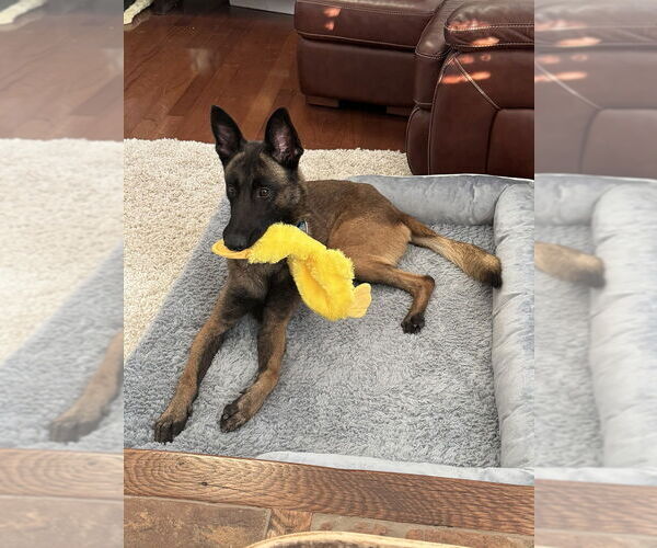 Medium Photo #4 Mutt Puppy For Sale in Imlay City, MI, USA