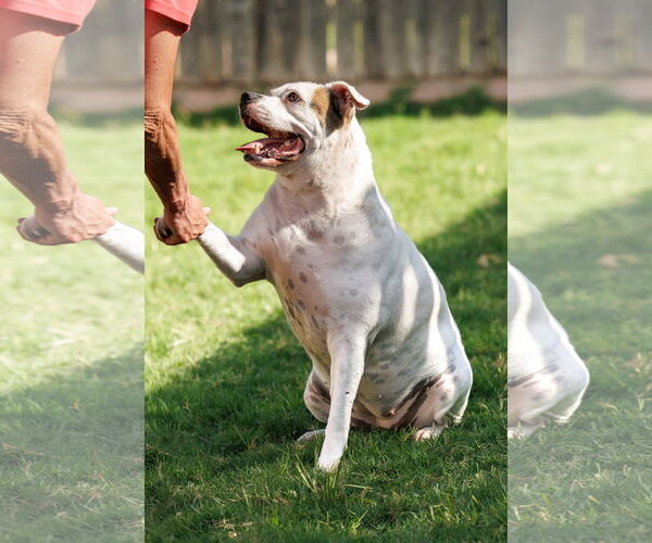 Medium Photo #2 Bullboxer Pit Puppy For Sale in McKinney, TX, USA