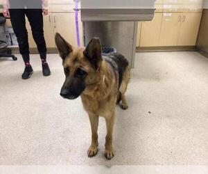 German Shepherd Dog Dogs for adoption in Riverside, CA, USA