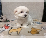 Small #2 Maltese