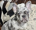 Puppy Katie Lou French Bulldog