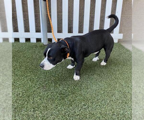 Medium Photo #1 American Pit Bull Terrier-Unknown Mix Puppy For Sale in Modesto, CA, USA