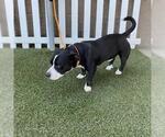 Small American Pit Bull Terrier Mix