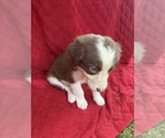 Small Photo #38 Borador Puppy For Sale in MARION, VA, USA