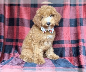 Cock-A-Poo Puppy for sale in LAKELAND, FL, USA
