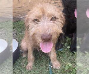 Mutt Dogs for adoption in San Antonio, TX, USA