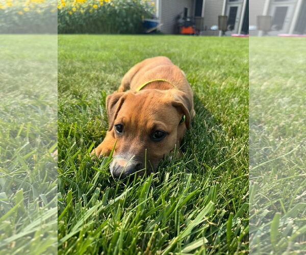 Medium Photo #3 Mutt Puppy For Sale in New London, WI, USA