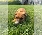Small #2 Mutt
