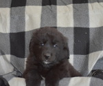 Small Photo #6 Great Pyrenees-Newfoundland Mix Puppy For Sale in BREWSTER, WA, USA