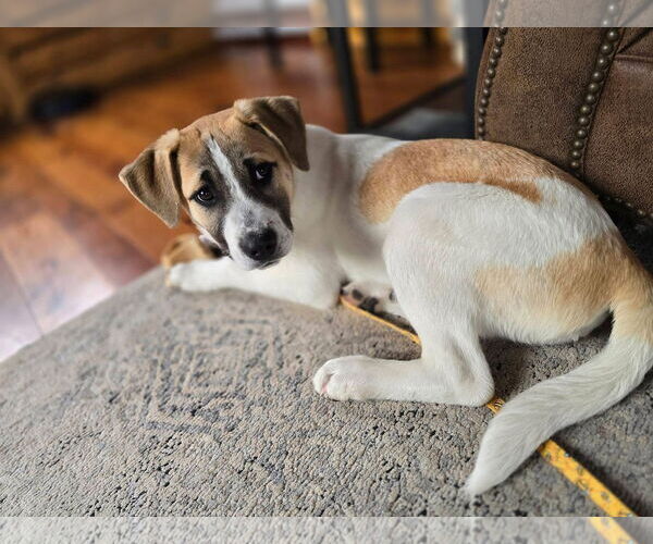 Medium Photo #3 Mutt Puppy For Sale in New London, WI, USA