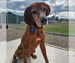 Small #3 Coonhound