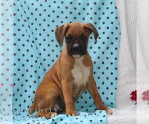 Boxer Puppy for sale in RISING SUN, MD, USA